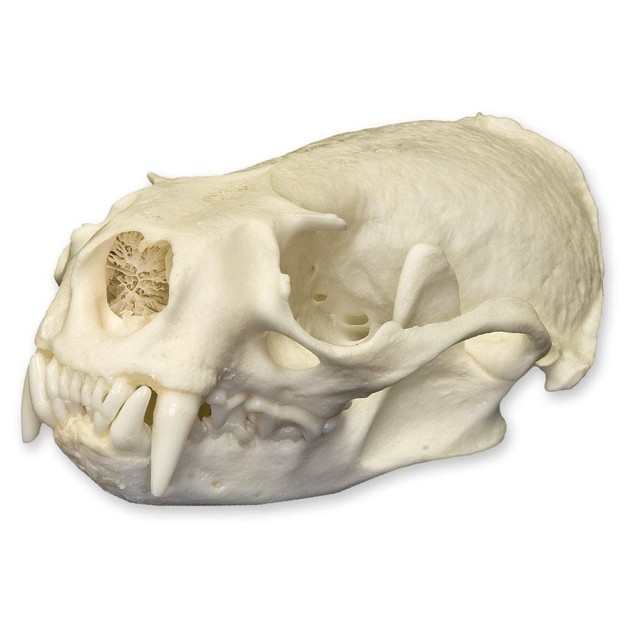 Real American River Otter Skull
