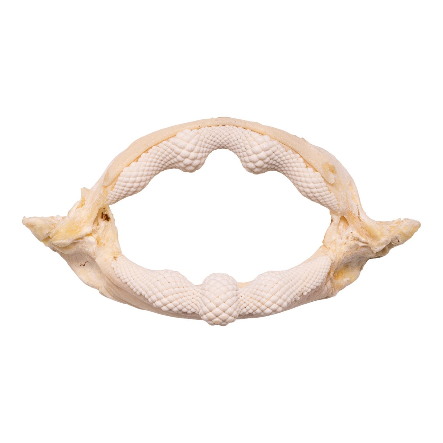 Real Bowmouth Guitarfish Jaw (9.6)