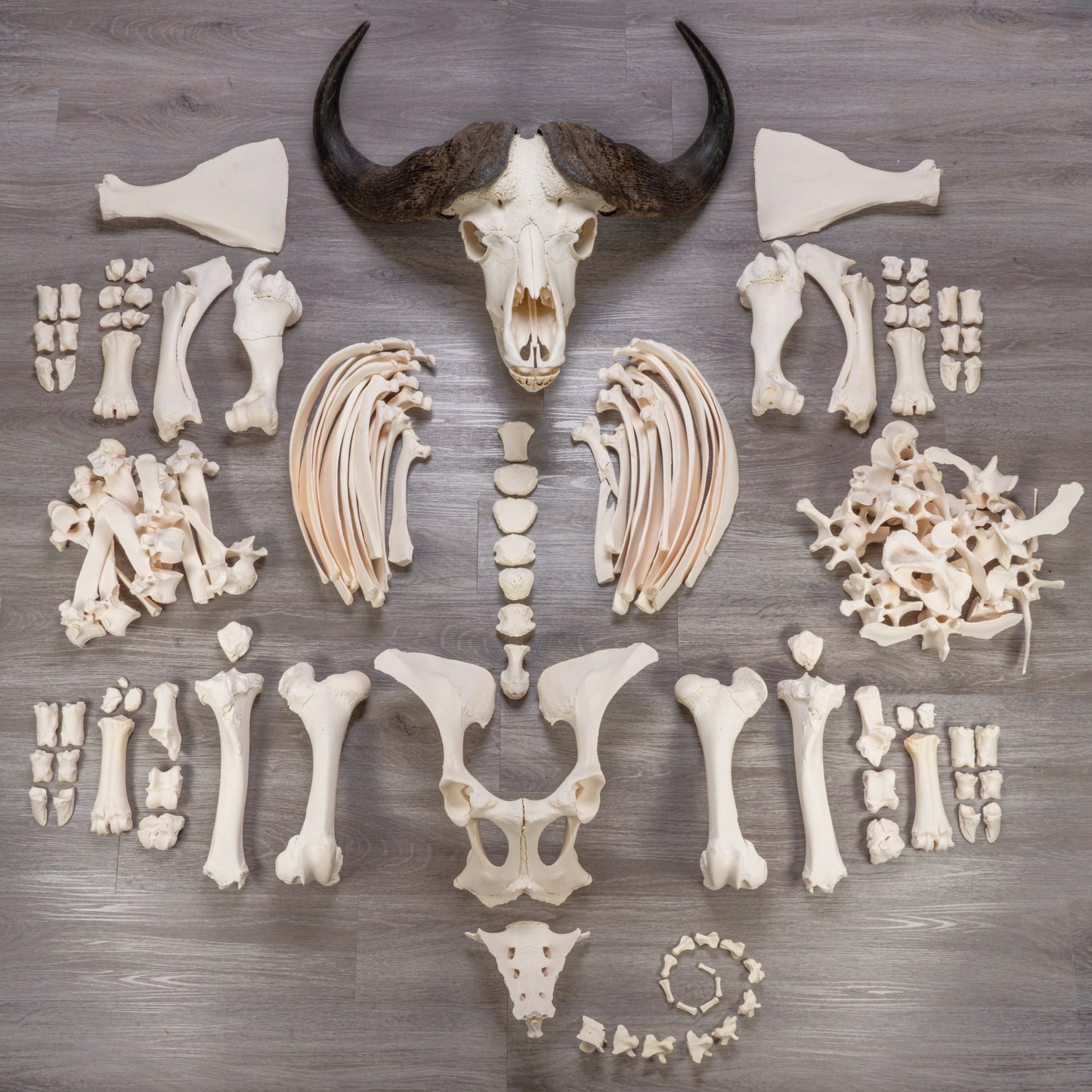 Real African Buffalo Skeleton - Cape (Disarticulated)