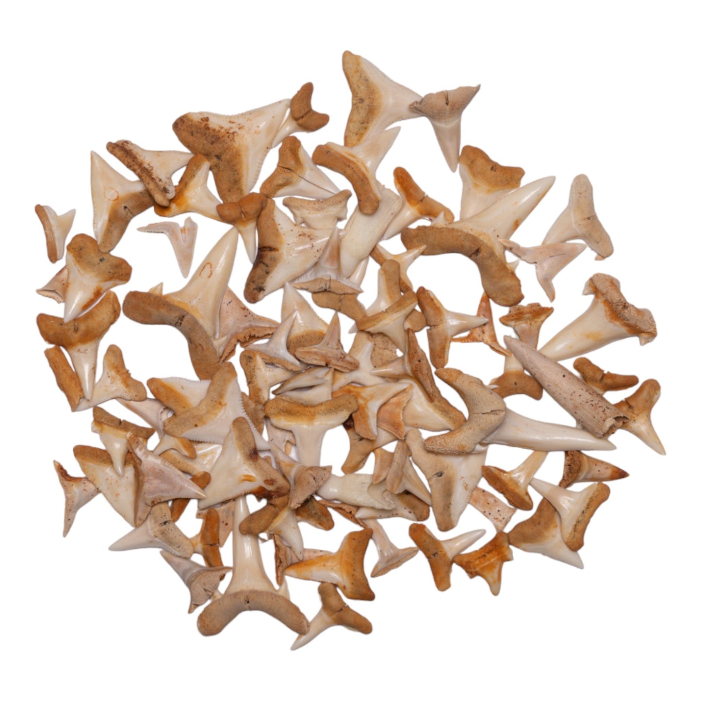 Real Bag-O-Shark Teeth