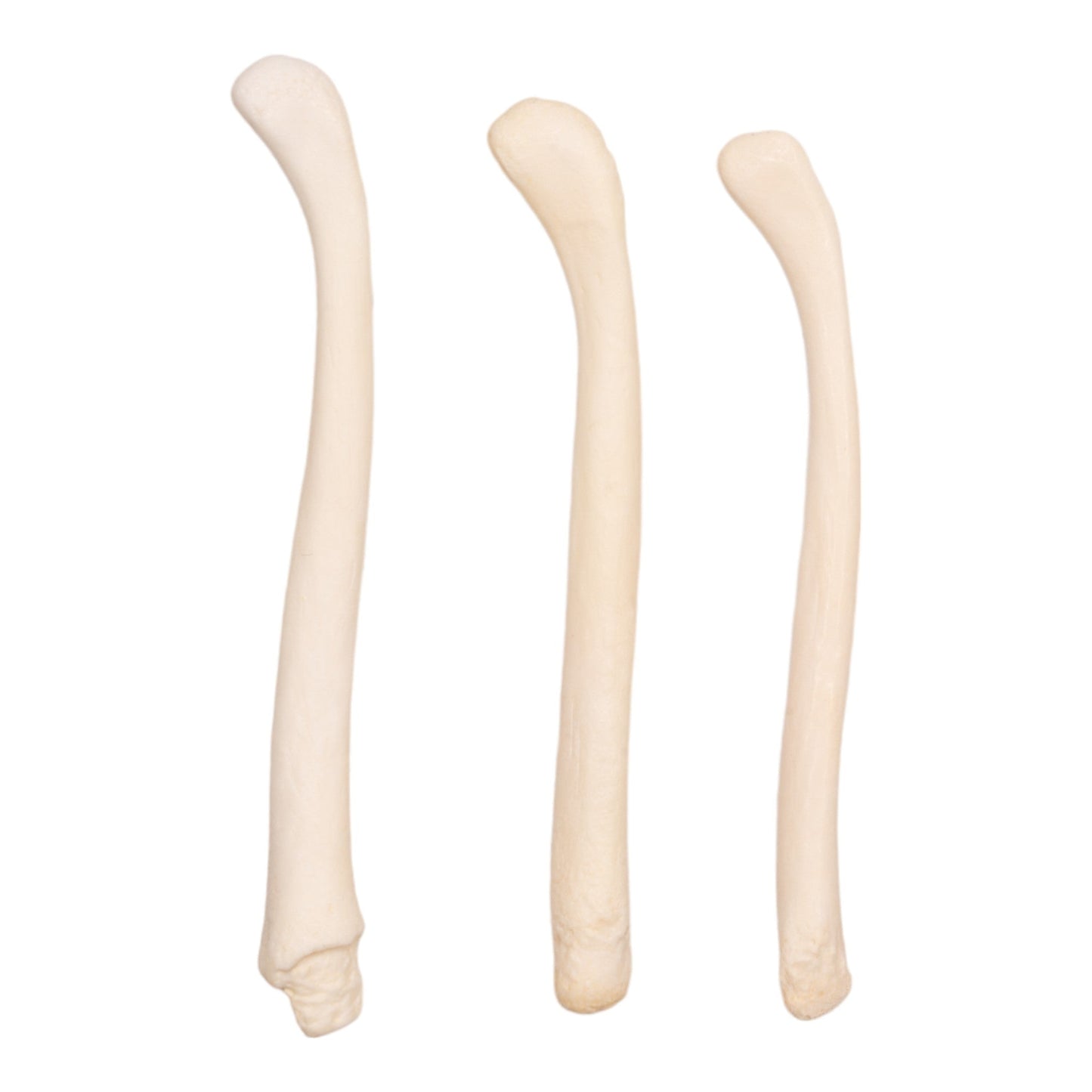 Real American River Otter Baculum - Single