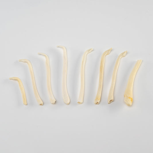 Real Bag-O-Baculum