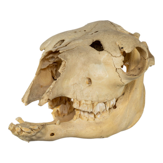 Real Bactrian Camel Skull