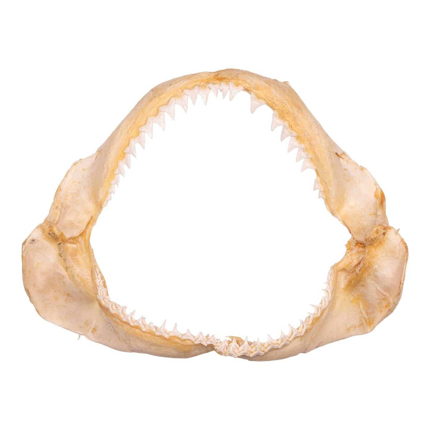 Real Bignose Shark Jaw (13.5)