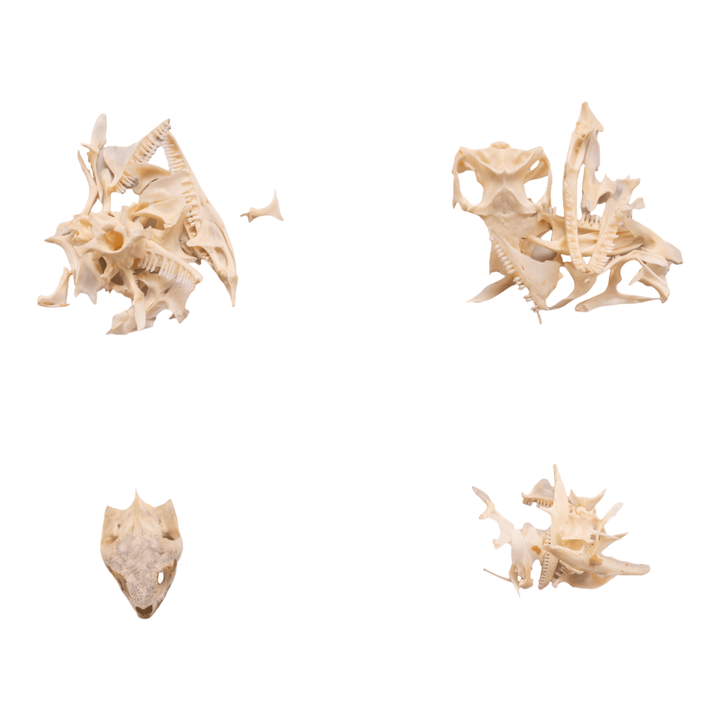 Real Bag-O-Reptile Skulls