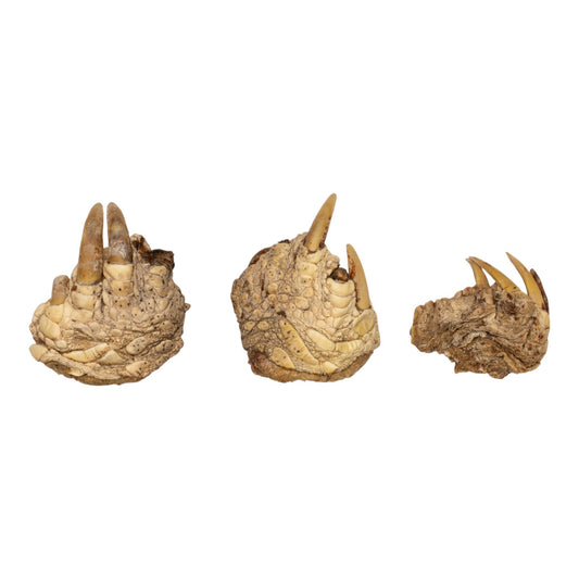 Real Bag-O-Snapping Turtle Feet